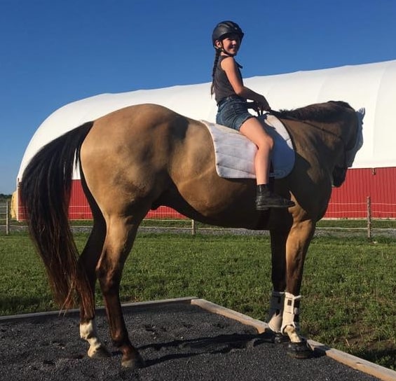 dressage-saddle-pad-show-pad