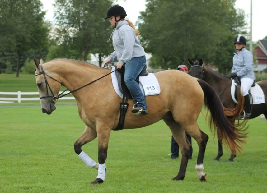 dressage-saddle-pad-close-showpad